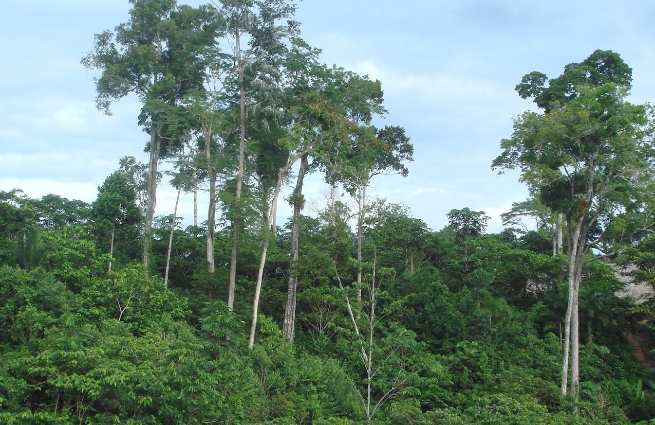 Samuria Amazonas
